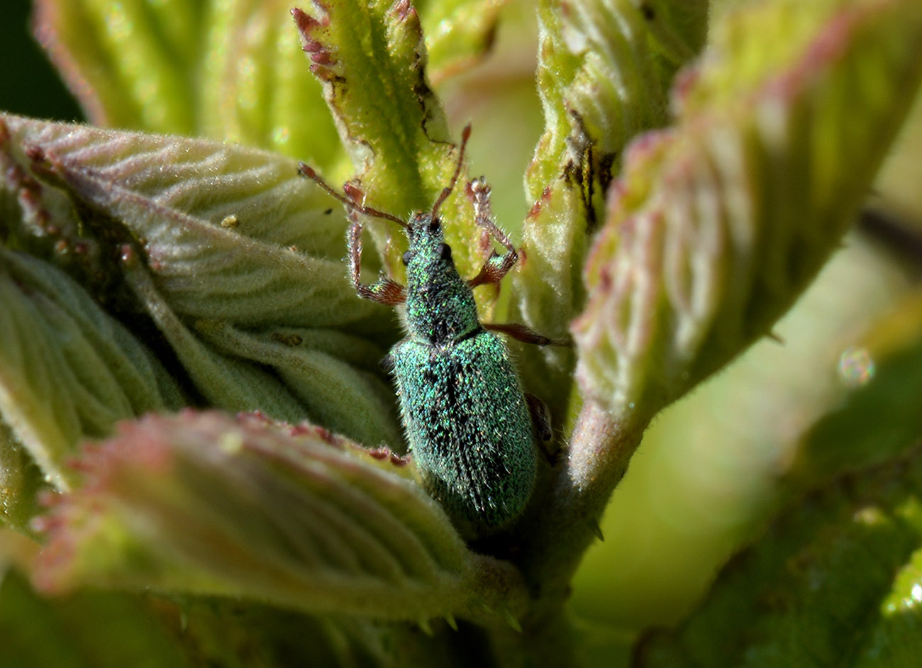 Phyllobius arborator (cf.)