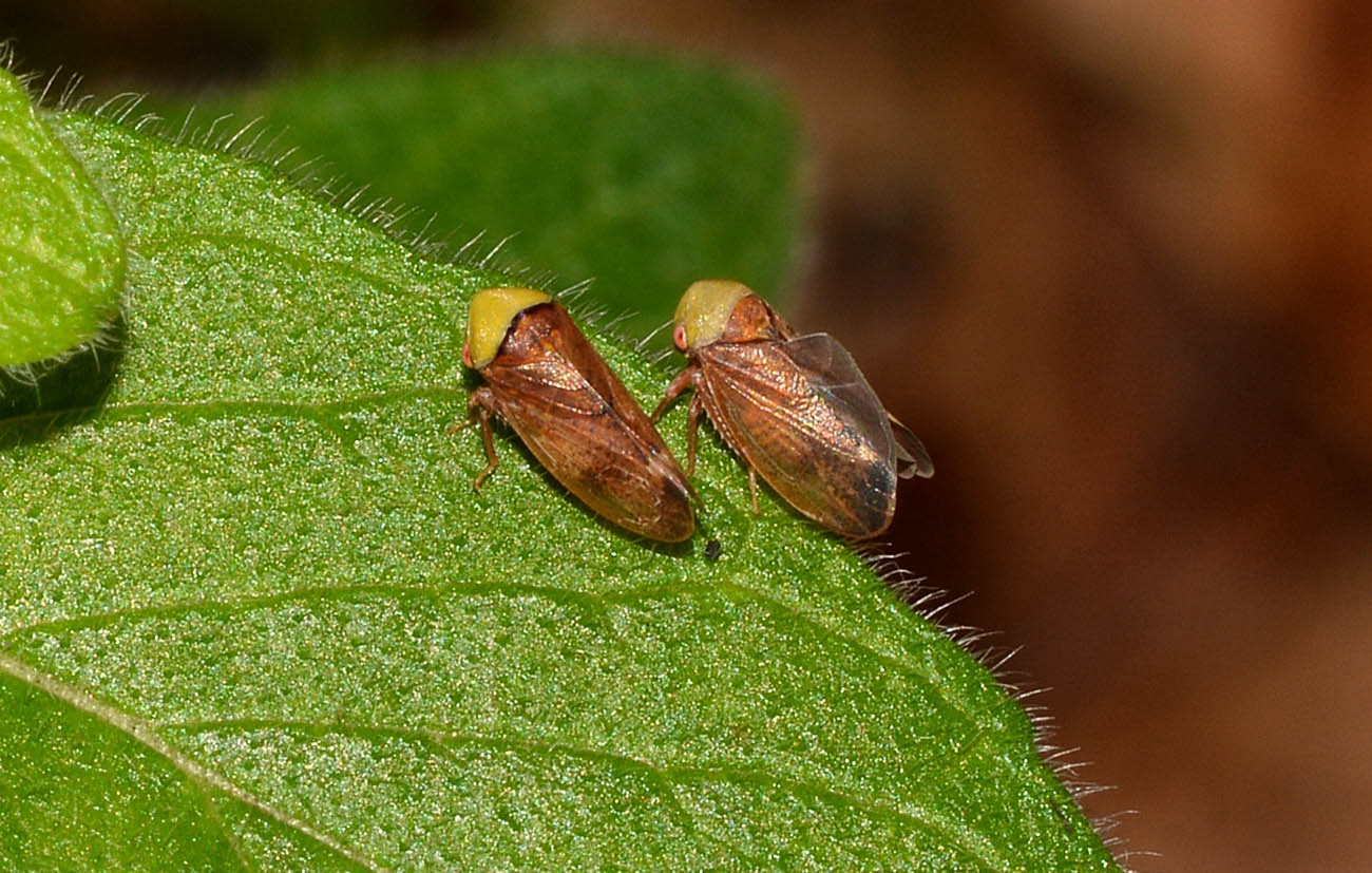 Coppia di Pediopsis tiliae