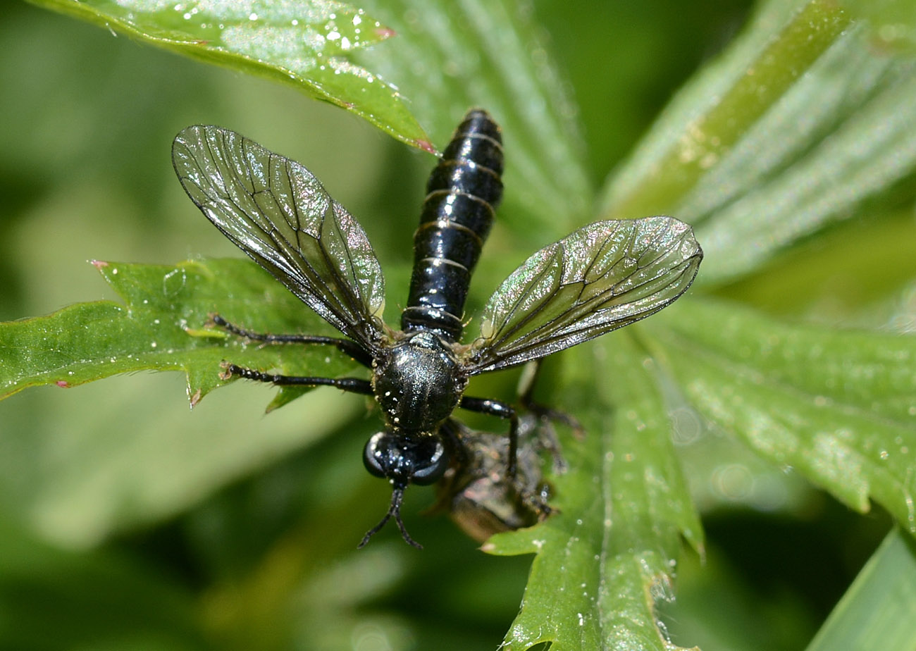 Dioctria atricapilla con preda (coleottero Curculionidae)