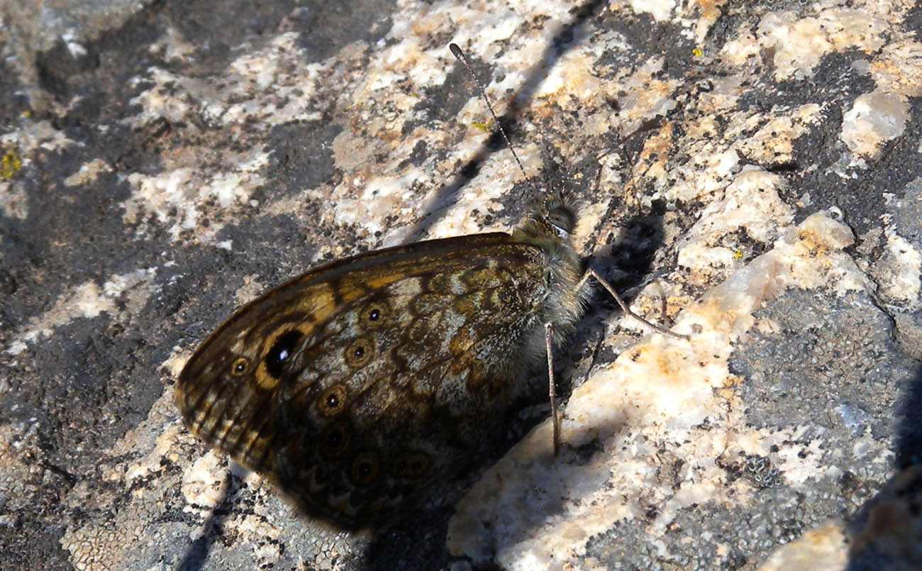 Lasiommata in Sardegna