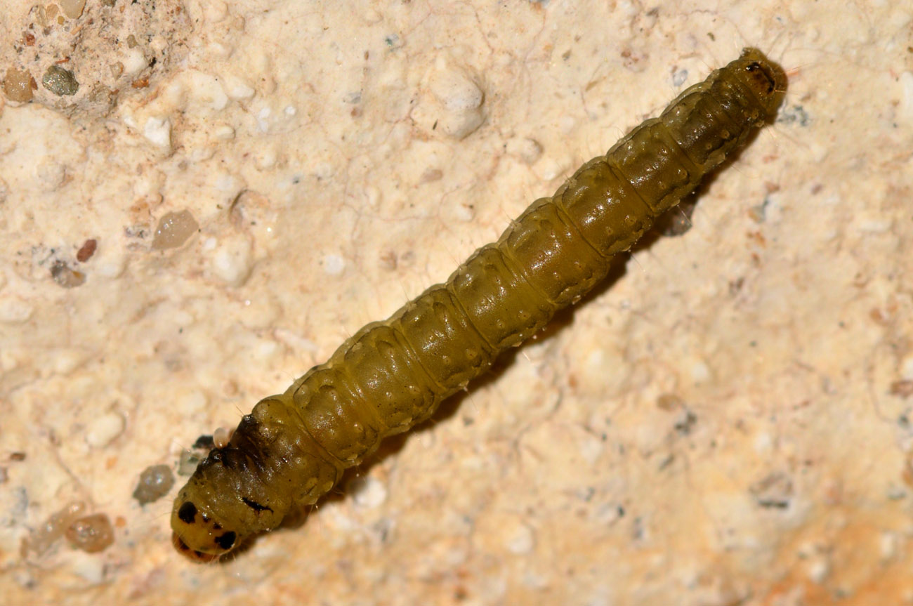 larva forse di lepid.