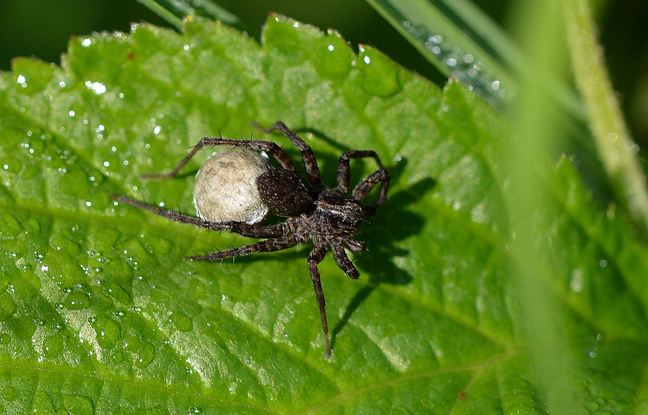 Pardosa sp. con ovisacco - Paullo (MI)