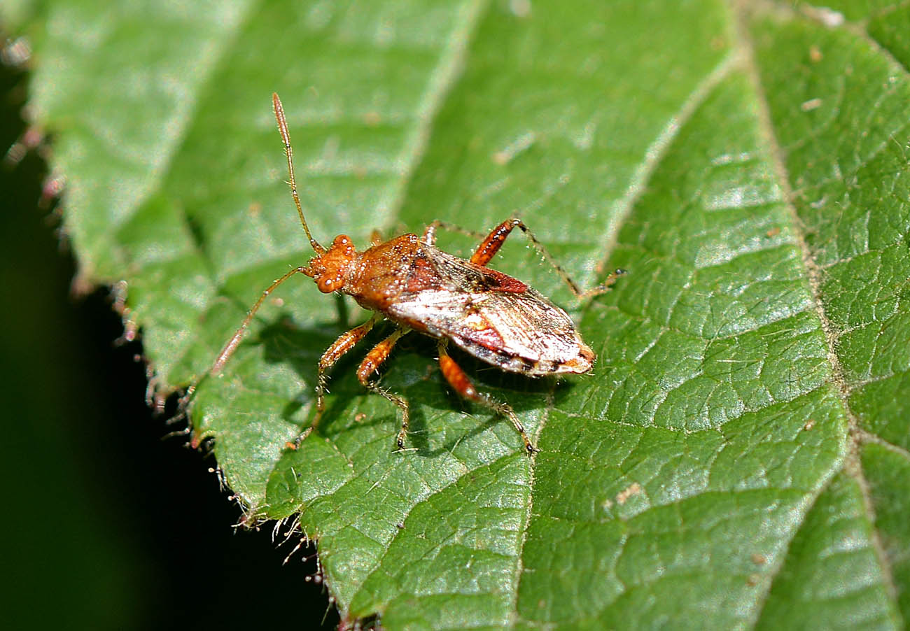 ninfa spinosa di Rhopalus sp.