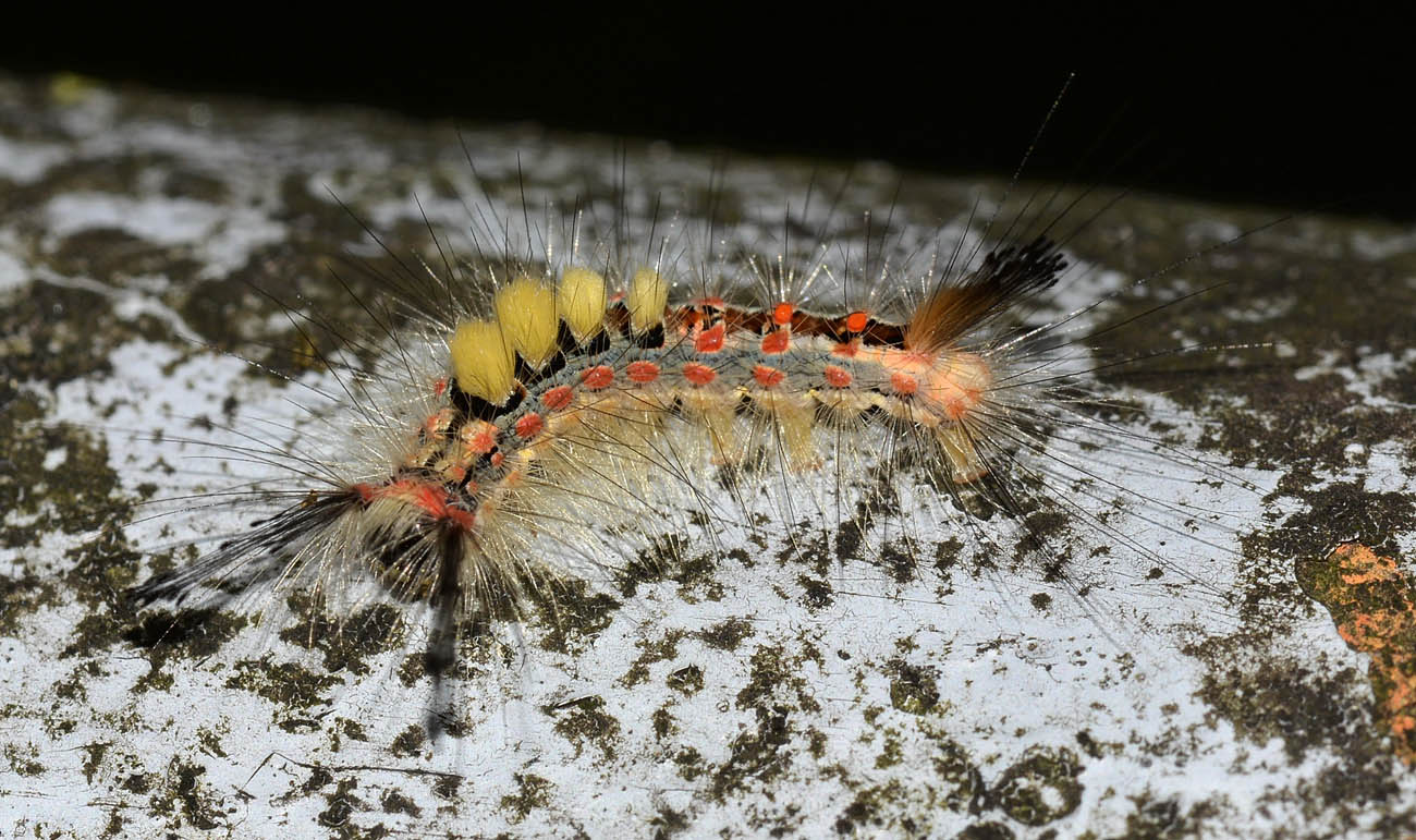 larva di Orgyia   ?