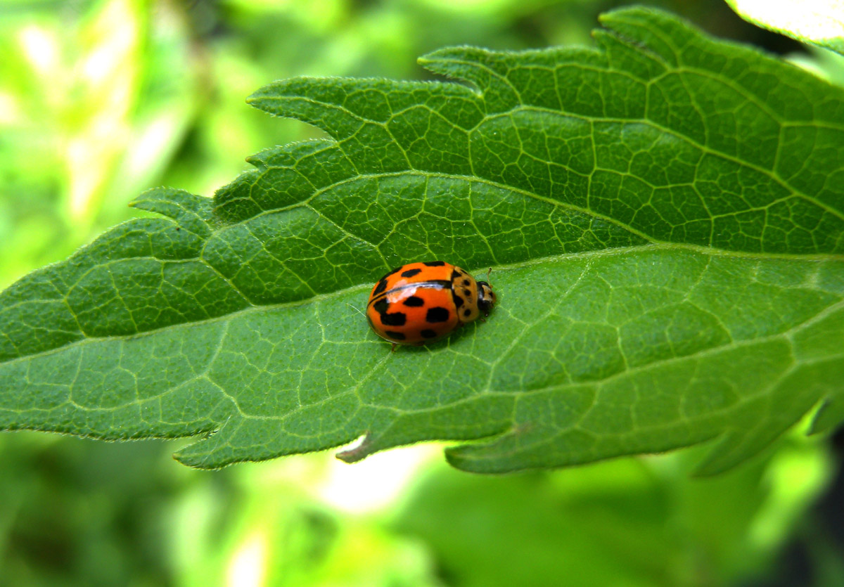 coccinellidae: Propylea quatuordecimpunctata