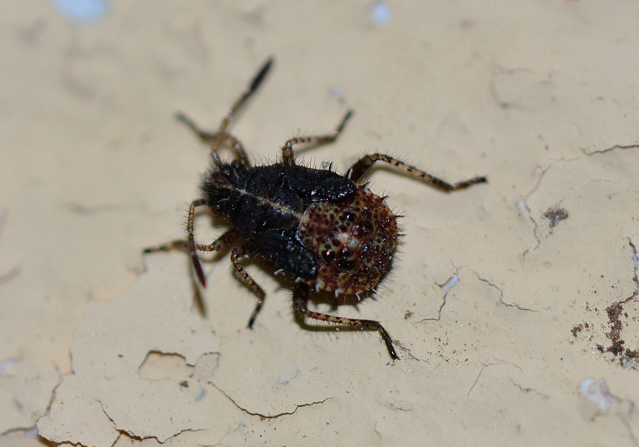 ninfa spinosa di Rhopalus sp.