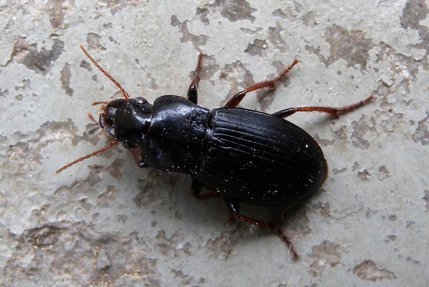 Carabidae - Harpalus atratus