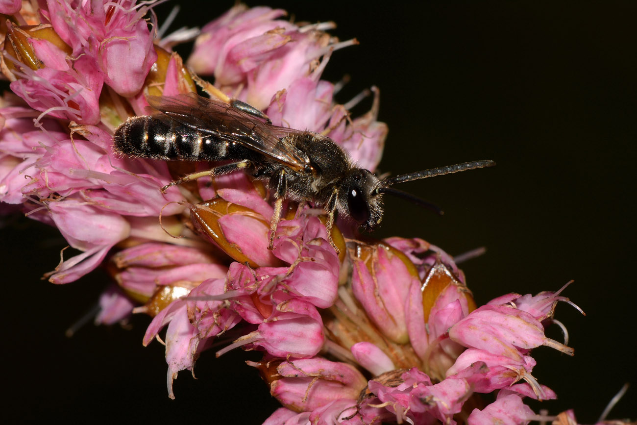 Apidae Halictinae: cfr. Halictus sp.