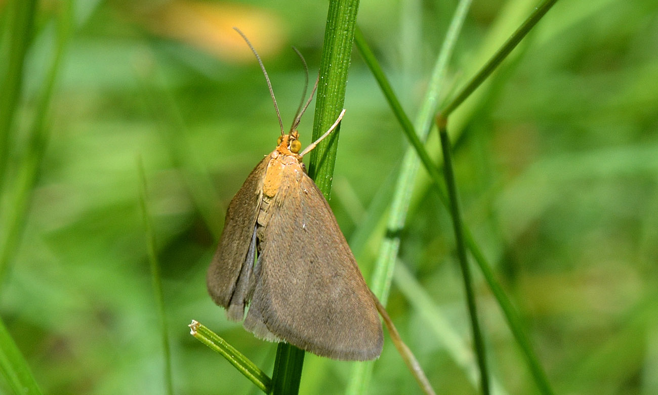 Evergestis aenealis ??