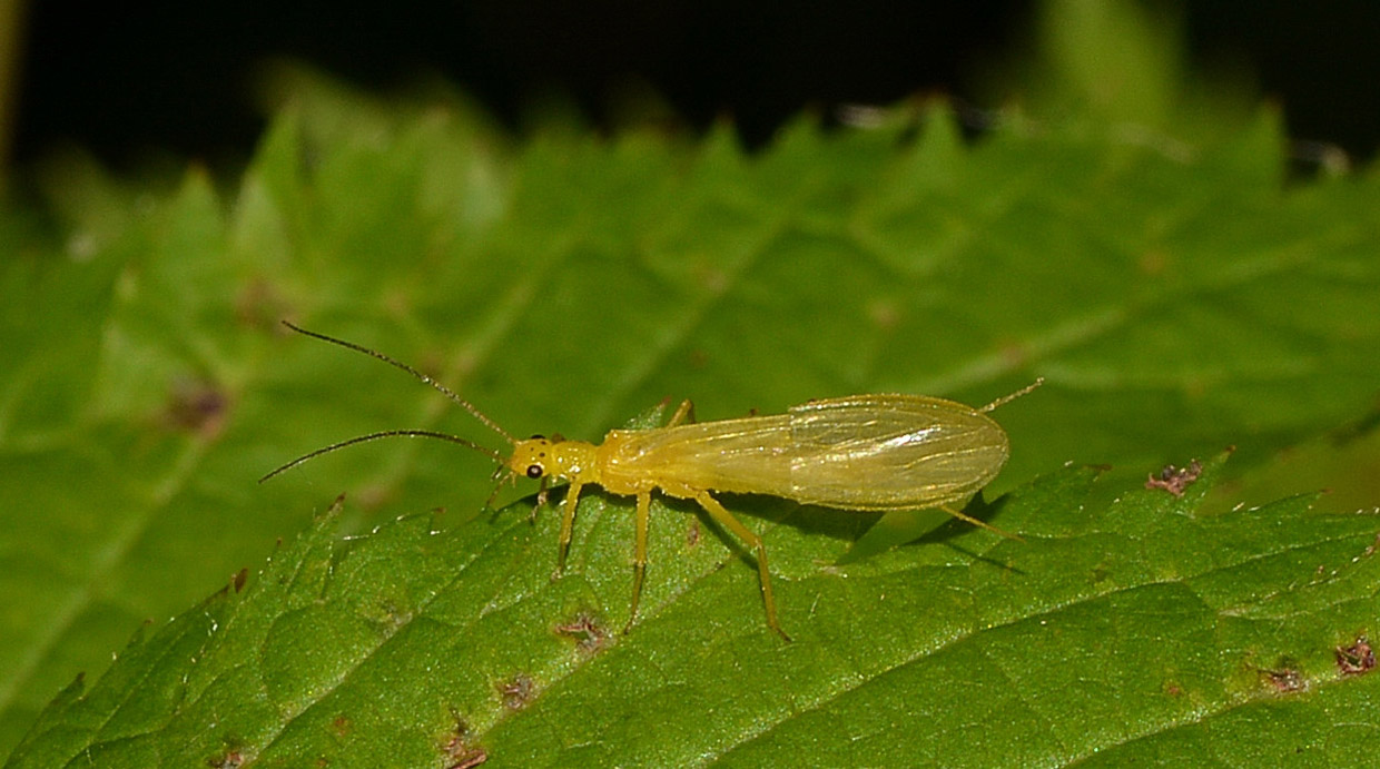 Chloroperla di Bannio Anzino (VB)