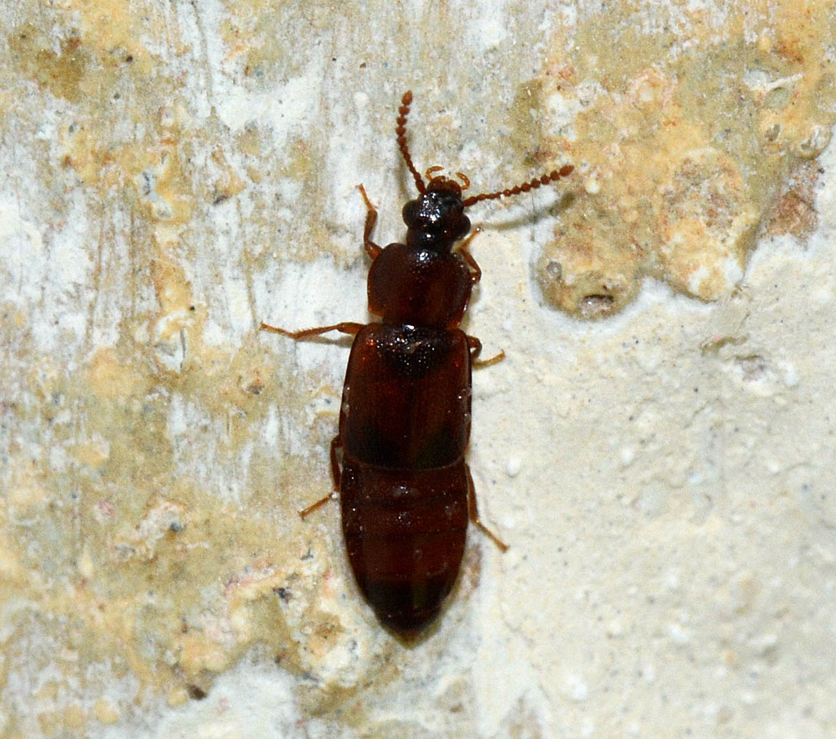 Phyllodrepa melanocephala (Staphylinidae)