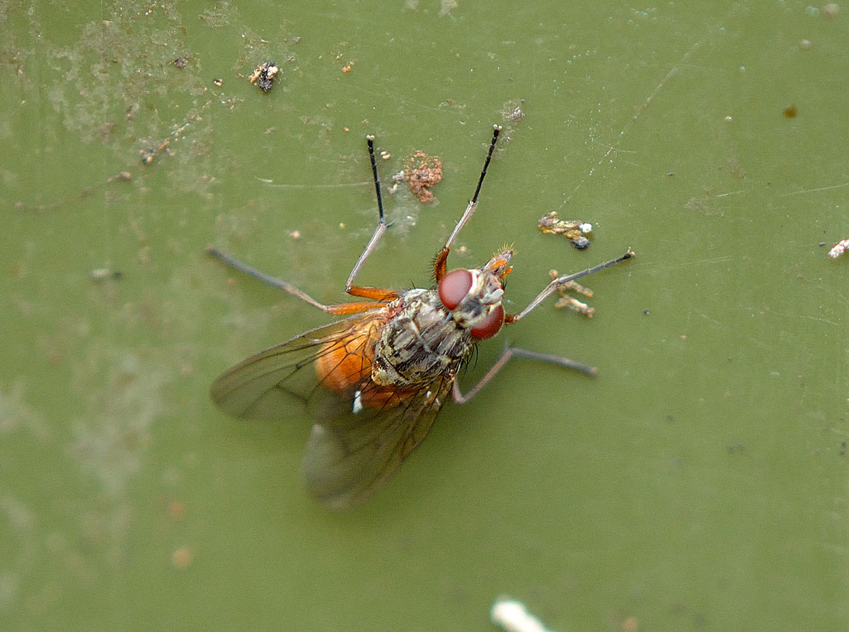 zampe tre colori: Femmina di Phaonia sp.