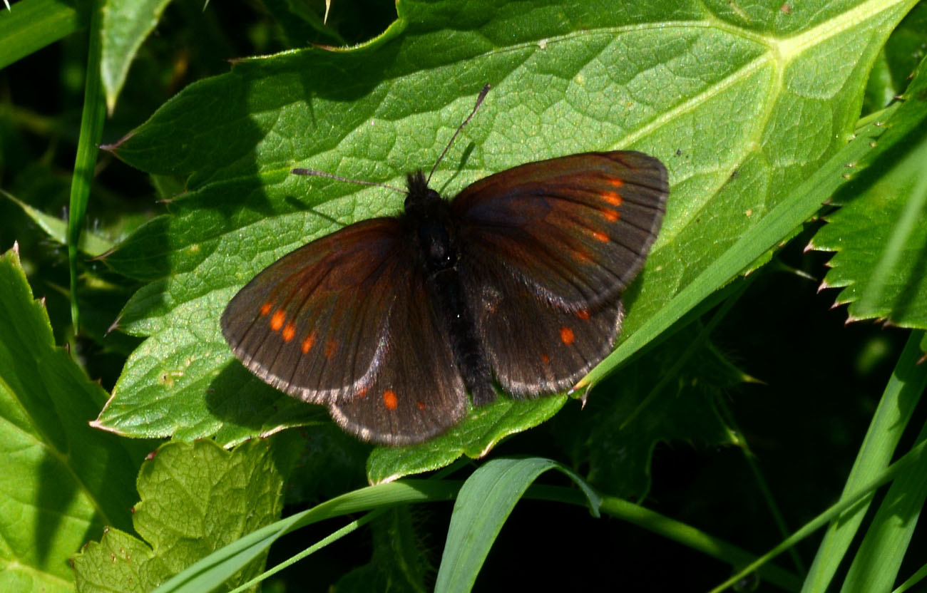 Erebia ??