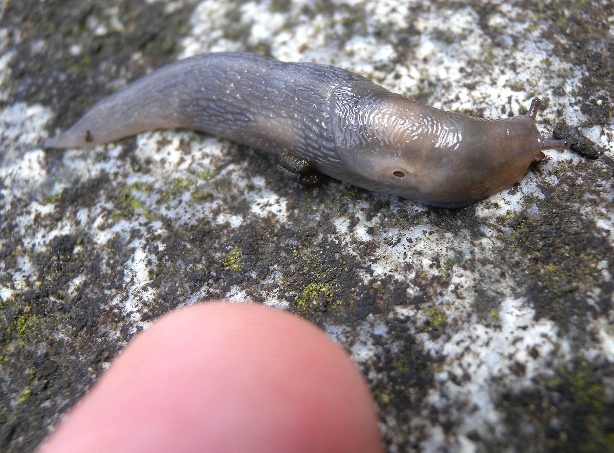 Limacidae da Bannio Anzino (VB)