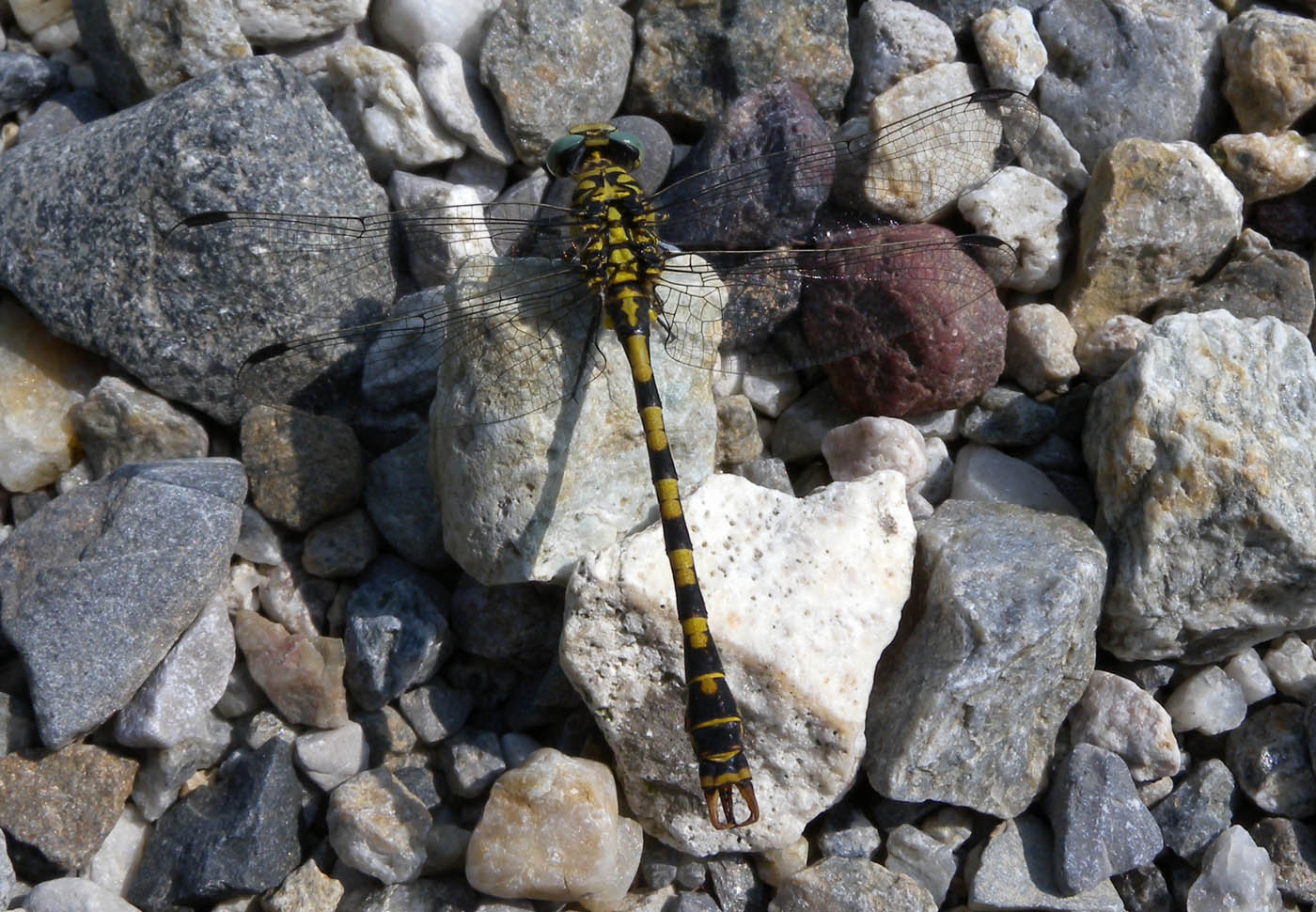 Onychogomphus forcipatus