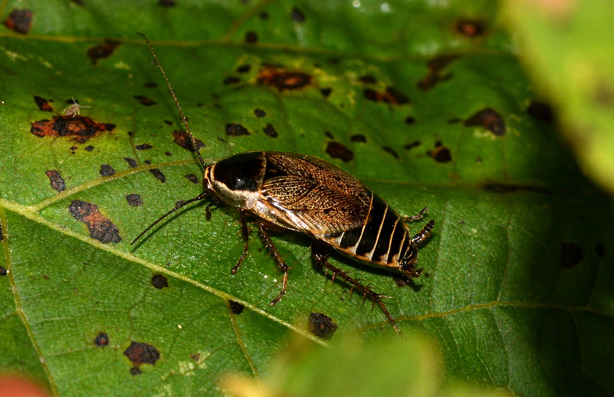 Ectobius cfr. ticinus Bohn 2004