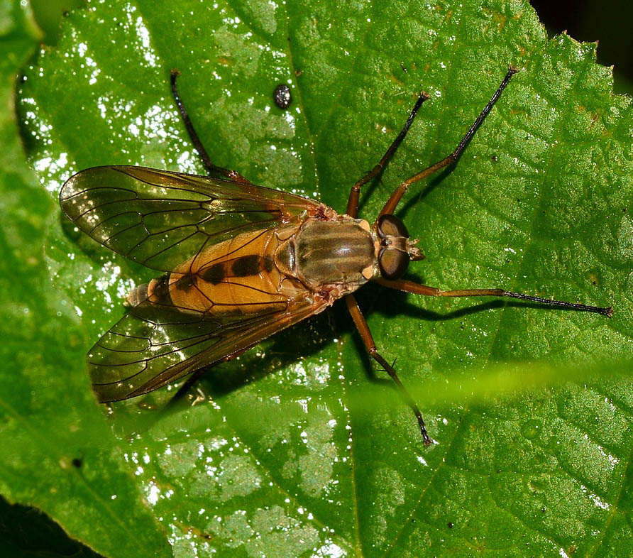 Femmina di Rhagio cf. tringarius