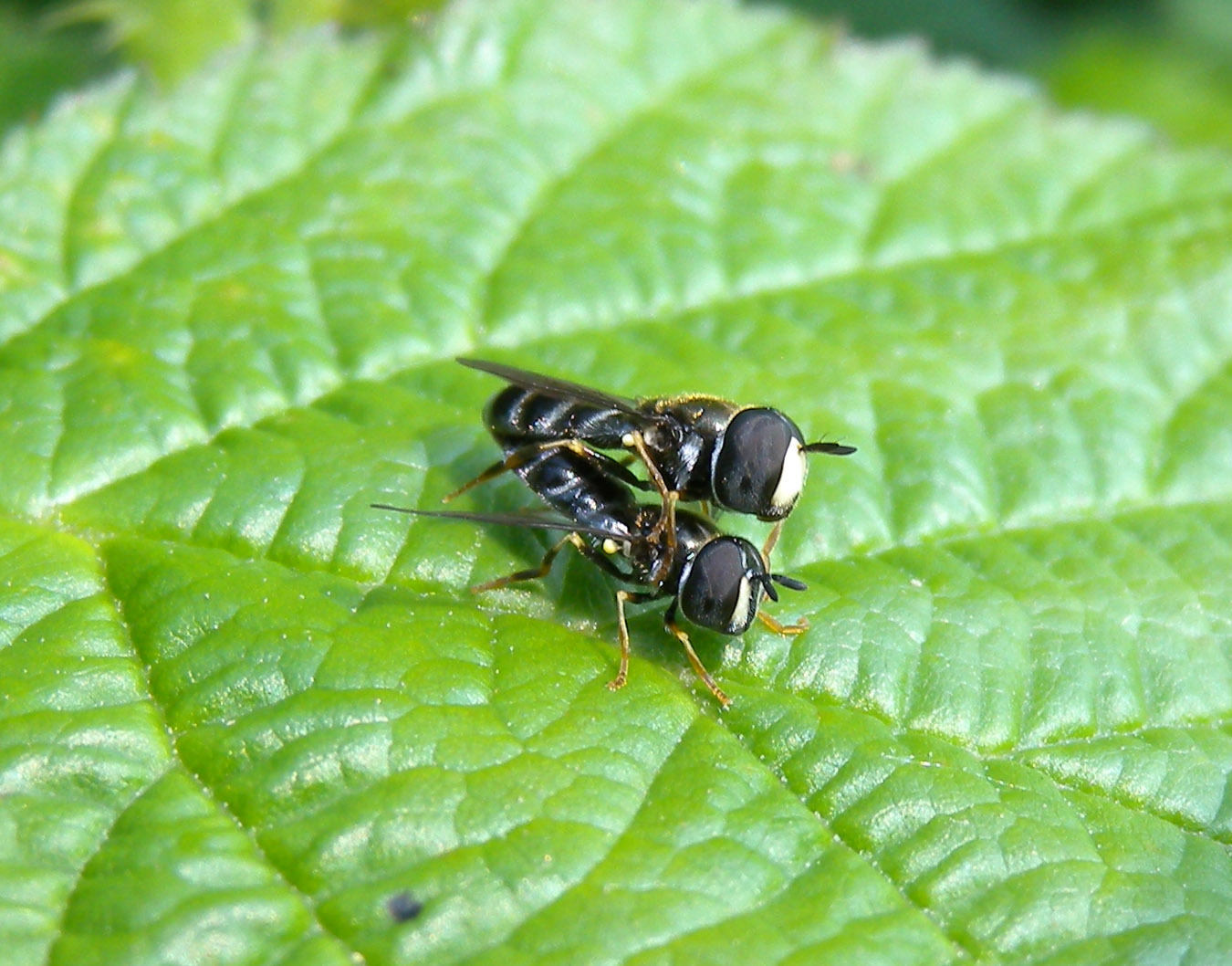 Paragus cfr pecchiolii