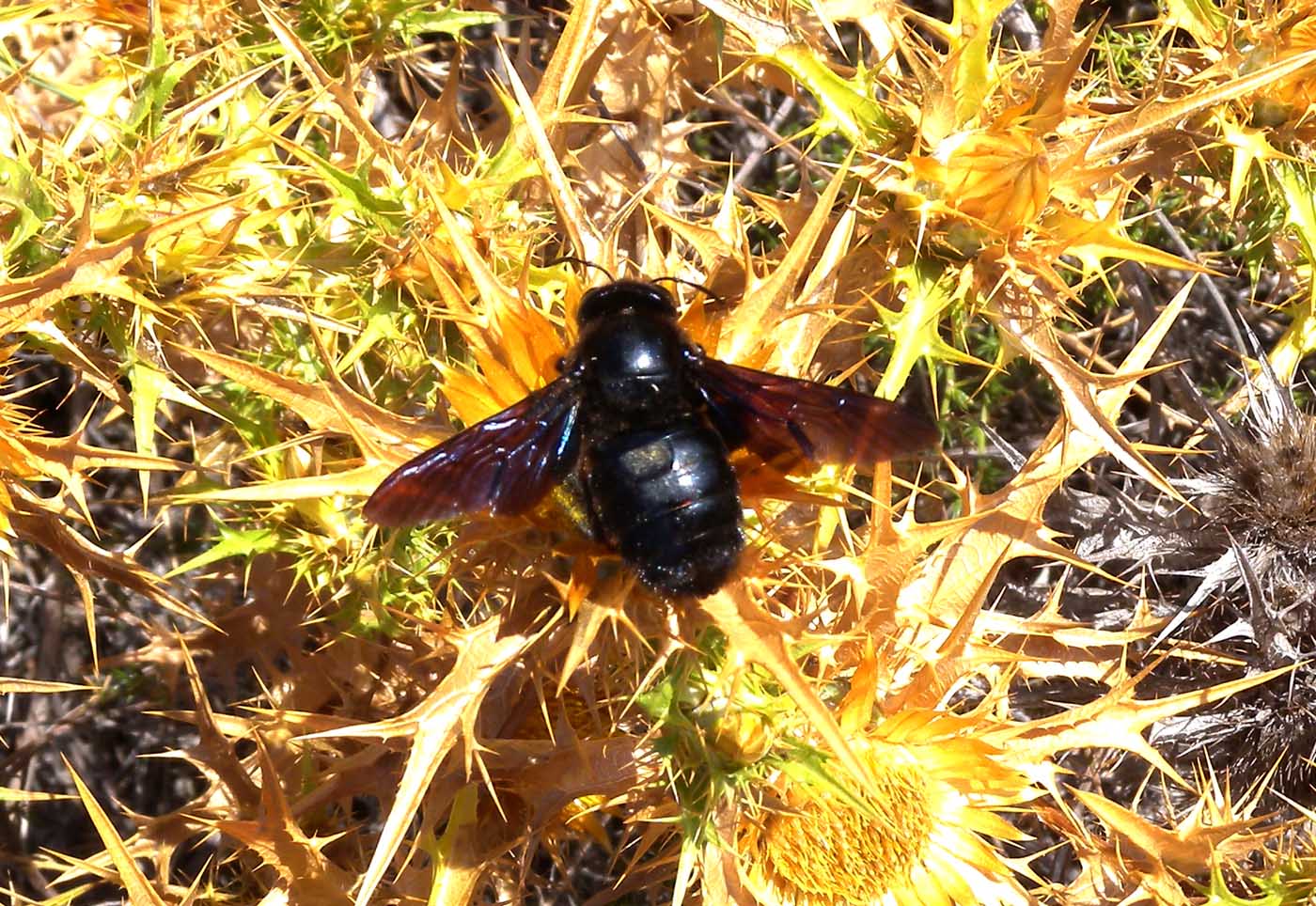 Xylocopa violacea ?