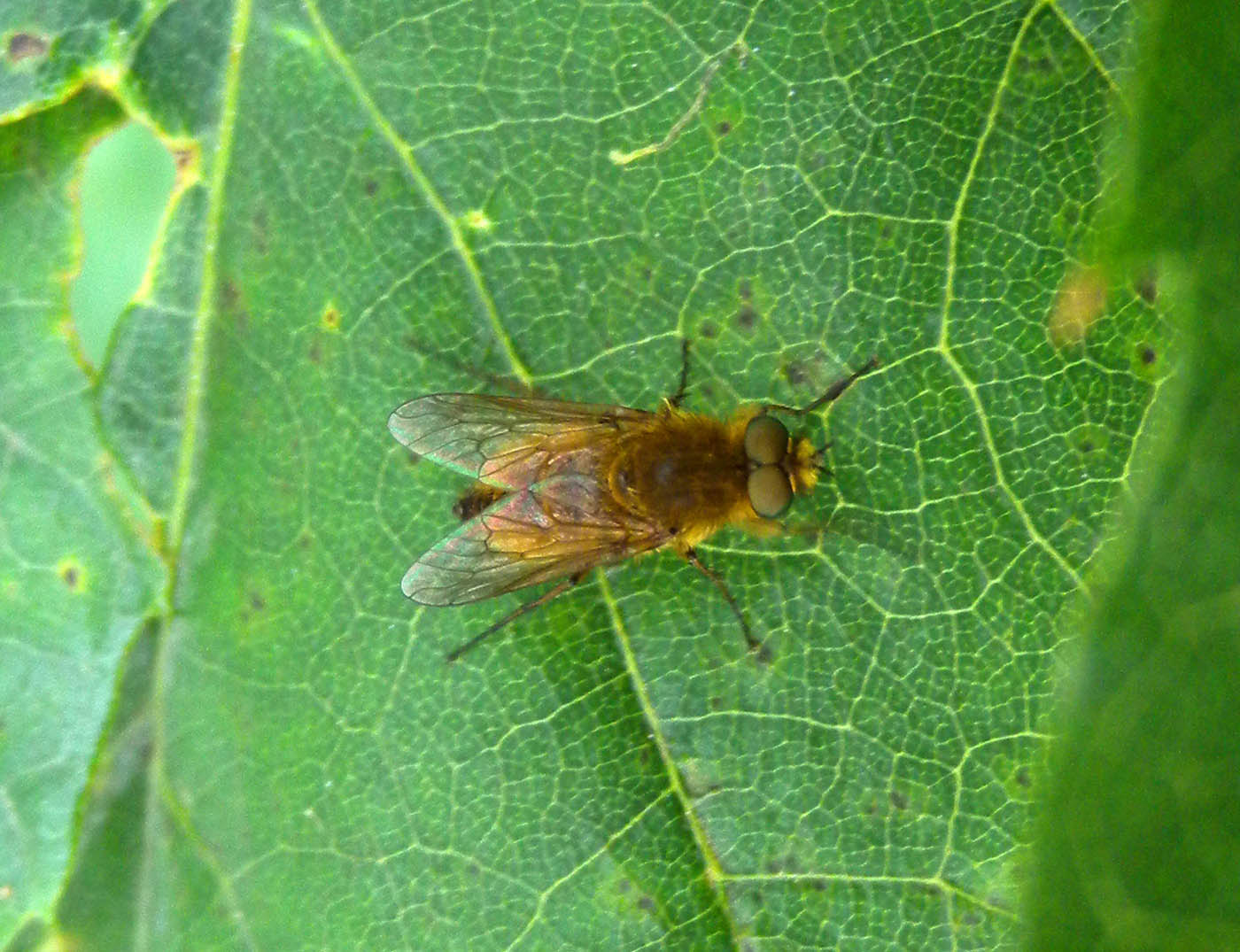 Mosca bionda