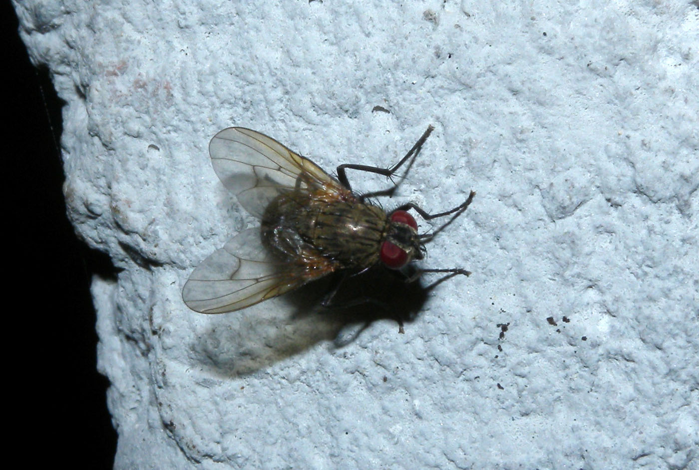 Mosca notturna