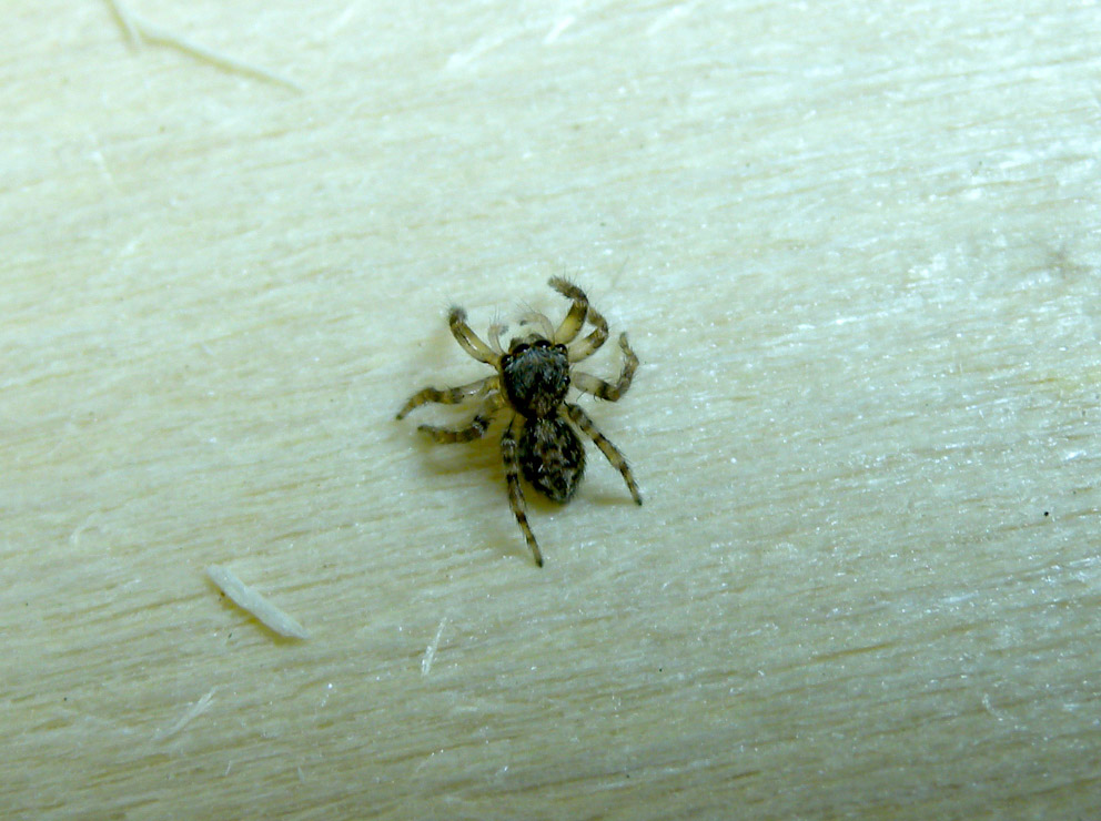 Piccolo Salticidae: Pseudeuophrys sp. - Mediglia (MI)