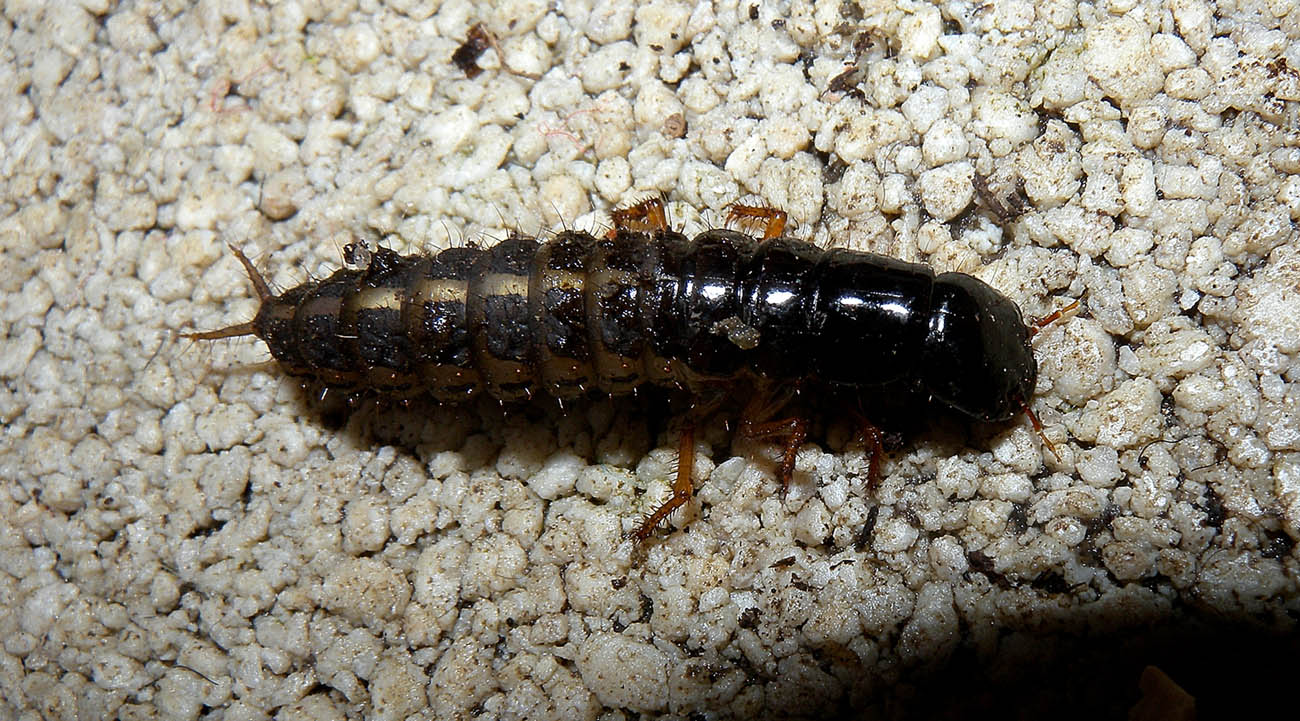 Larva di Ocypus sp. in giardino