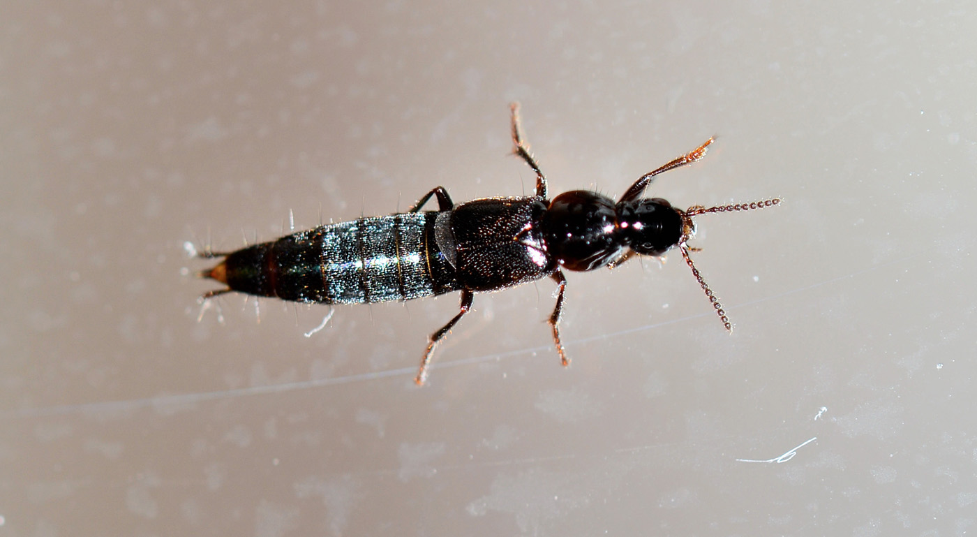 Staphylinidae nero - Quedius sp.
