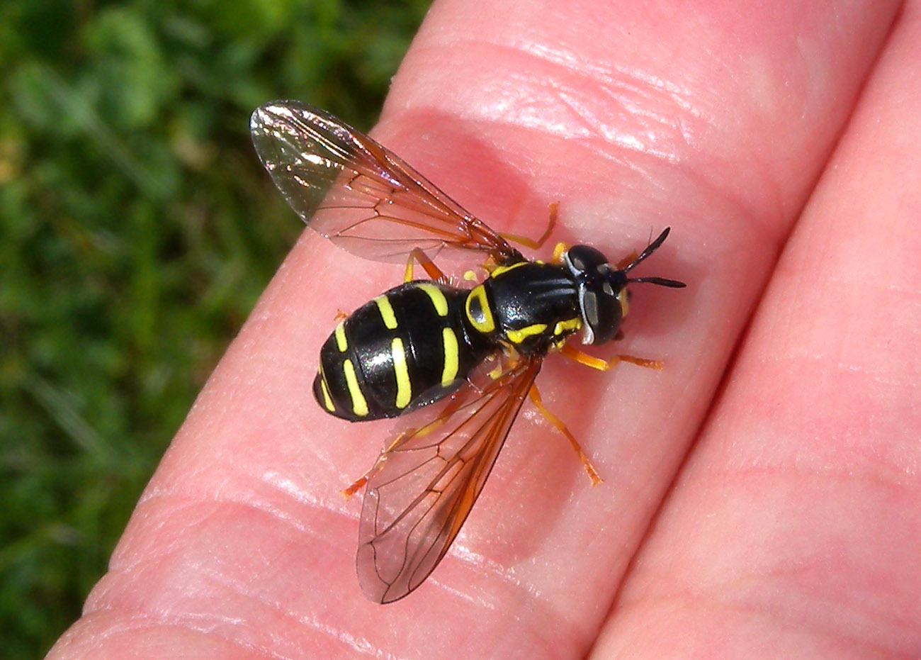 Chrysotoxum da det.