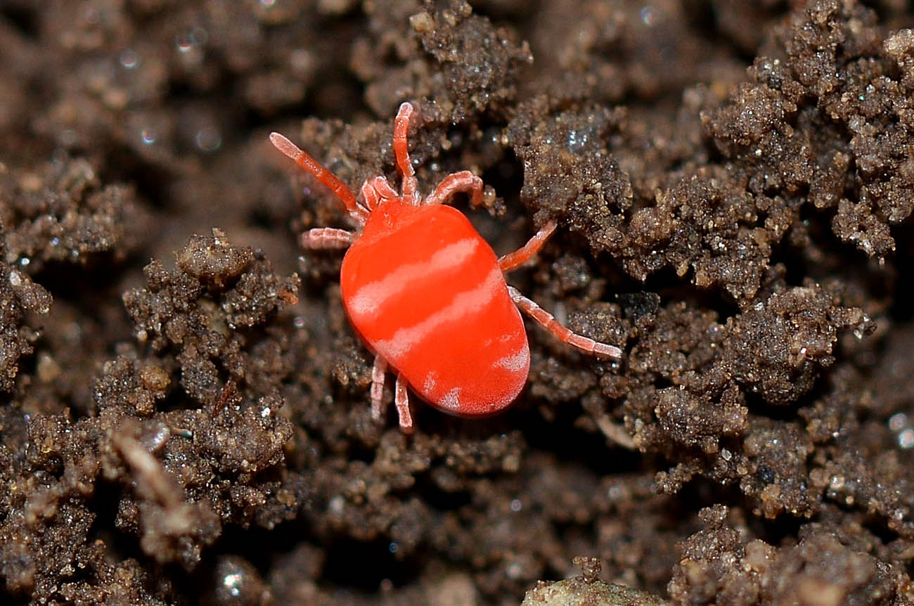Microtrombidiidae - Anzino (VB)