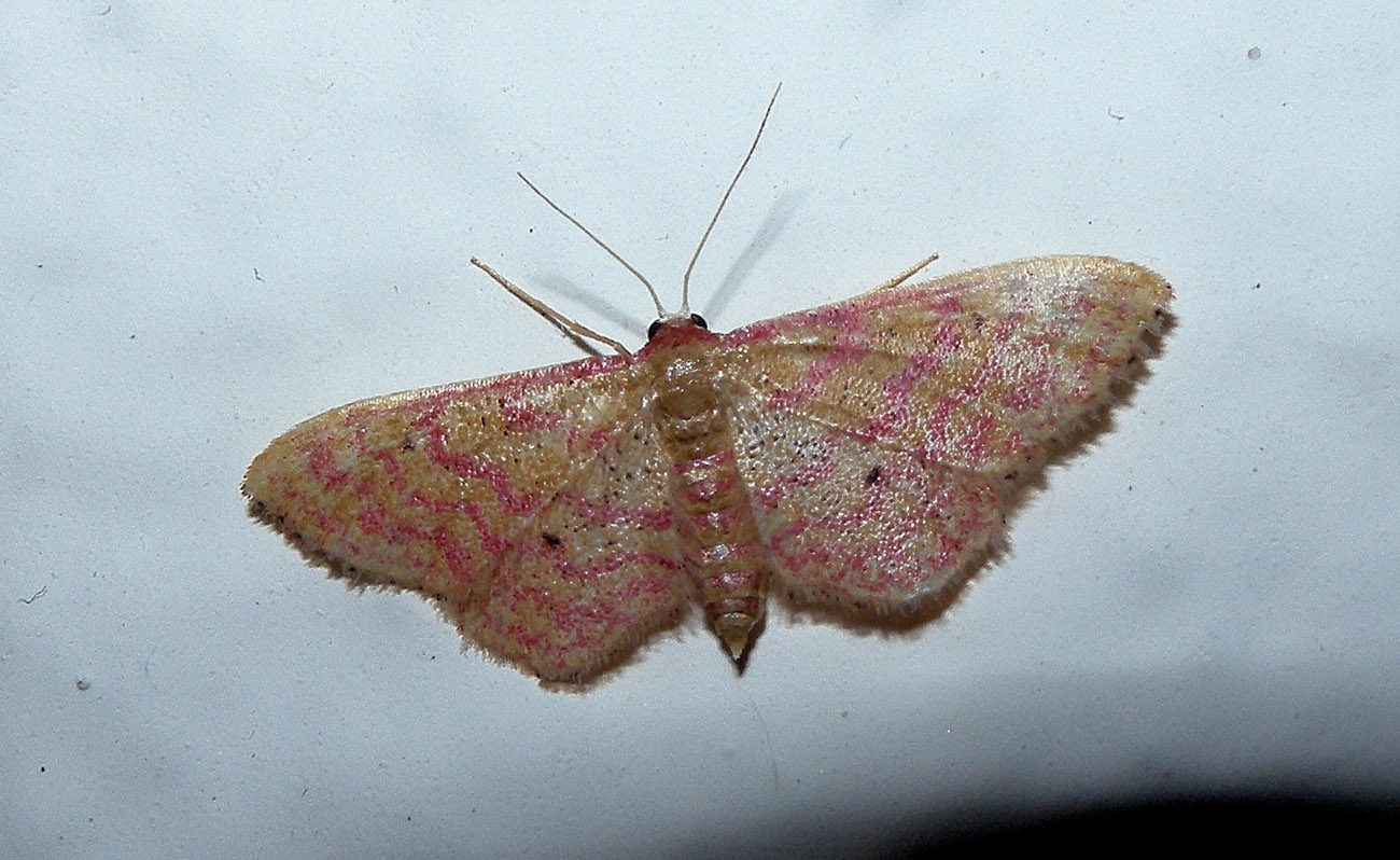 Geometridae da id.