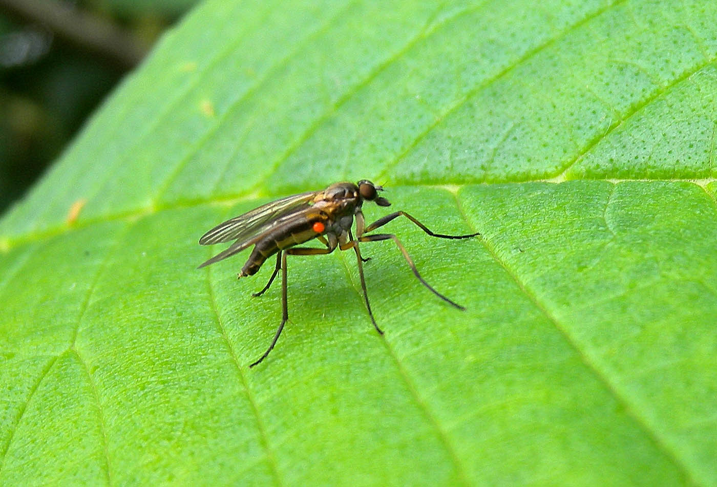 Empididae? No. Rhagio cf. subpilosus