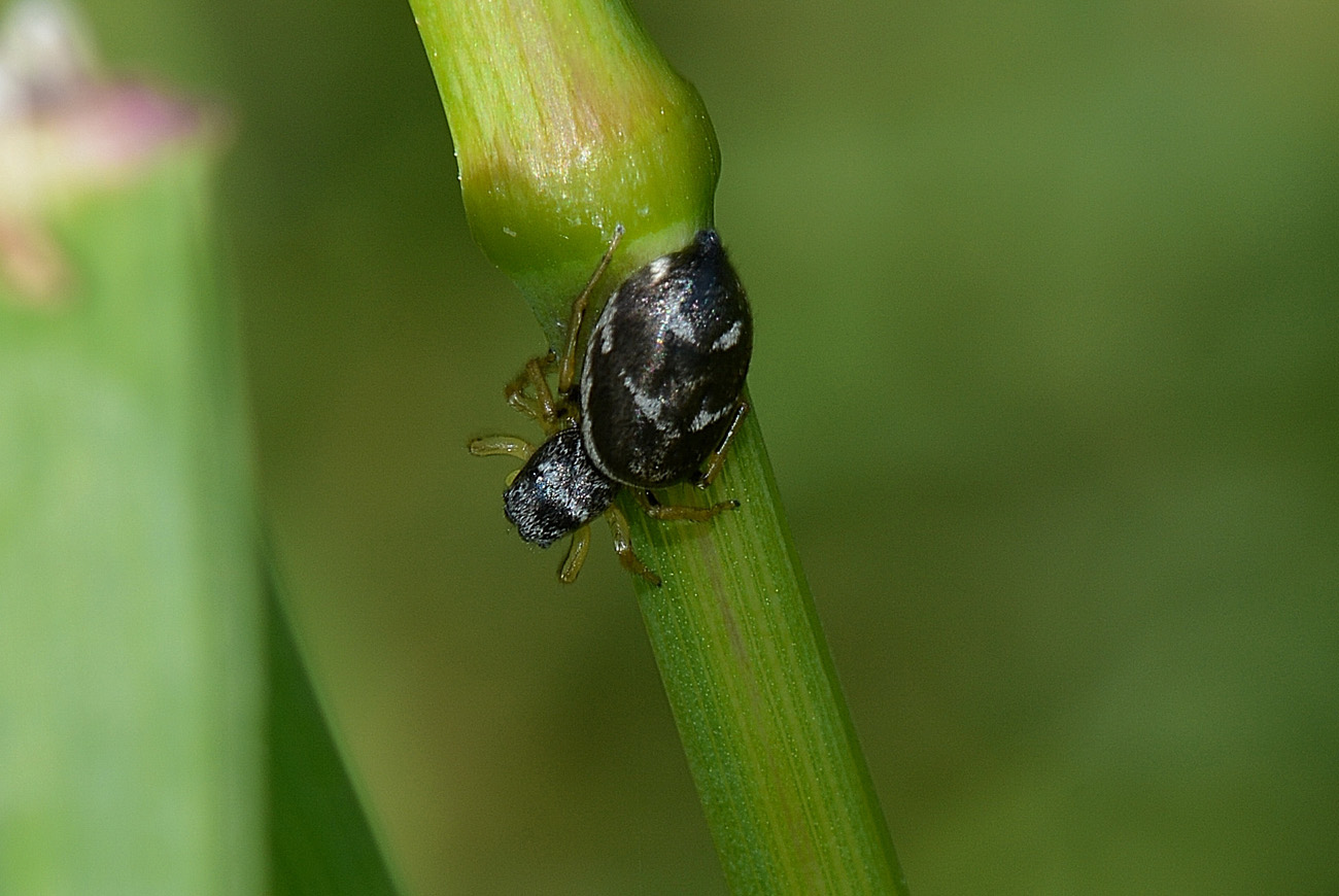 Heliophanus sp. - Somaglia (LO)