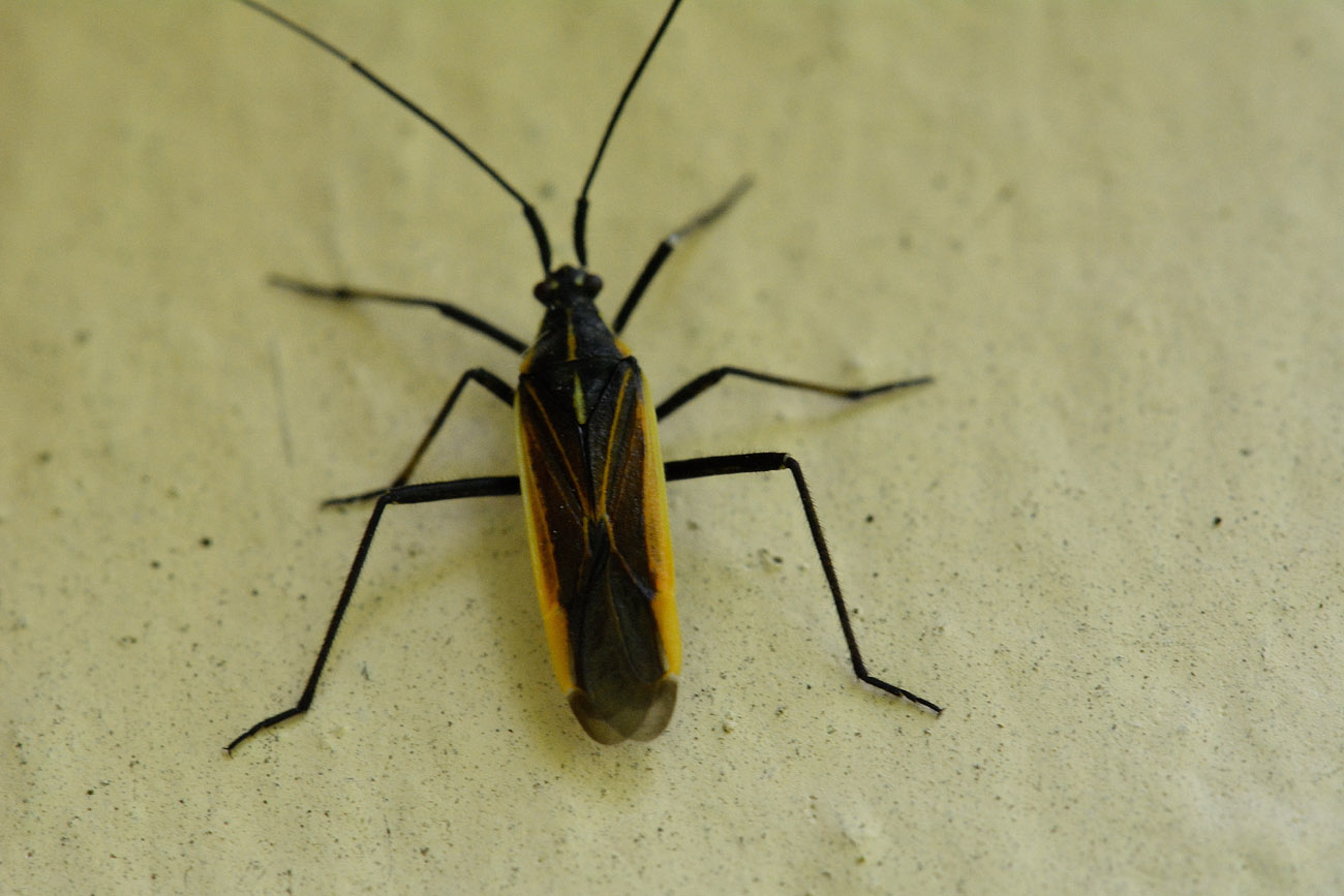 Miridae: Leptopterna dolabrata del Piemonte (VB)