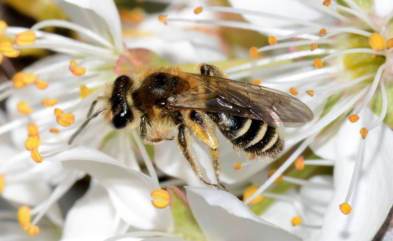 Andrena sp., Apidae Andreninae