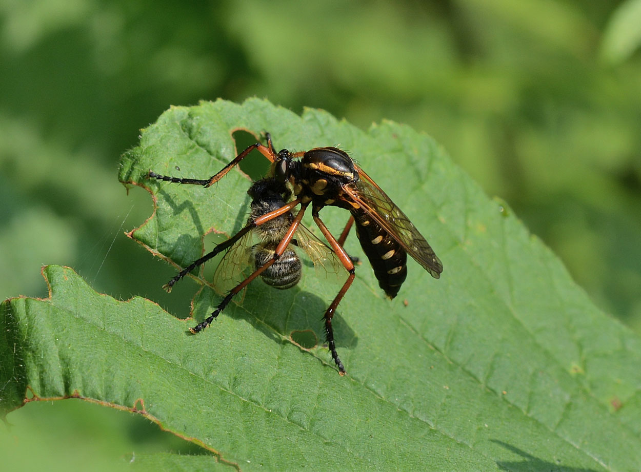 Molobratia teutonus ?