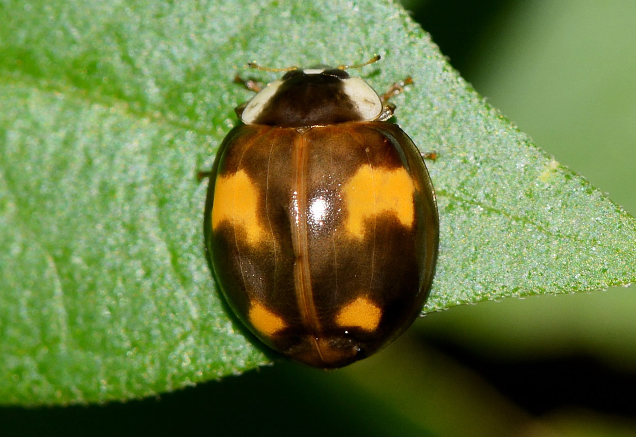 coccinella strana ma.....Harmonia axyridis neosfarfallata