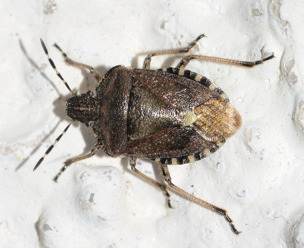 Pentatomidae da id.