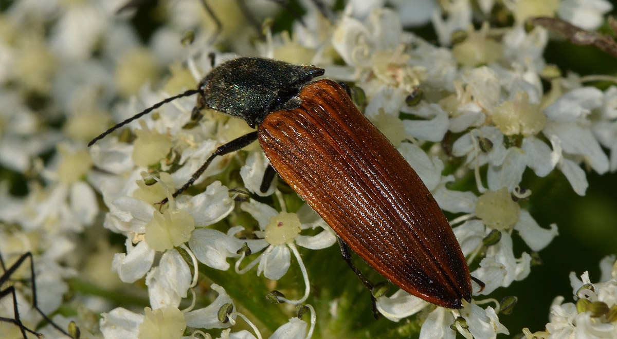 Ctenicera virens, Elateridae e Danacea sp.