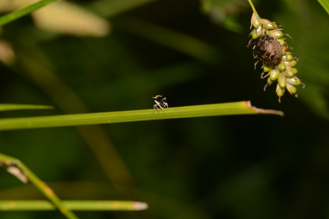 Ditropis pteridis