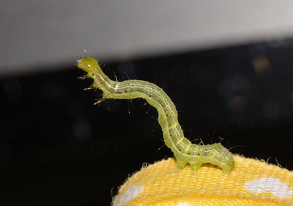 larva da id