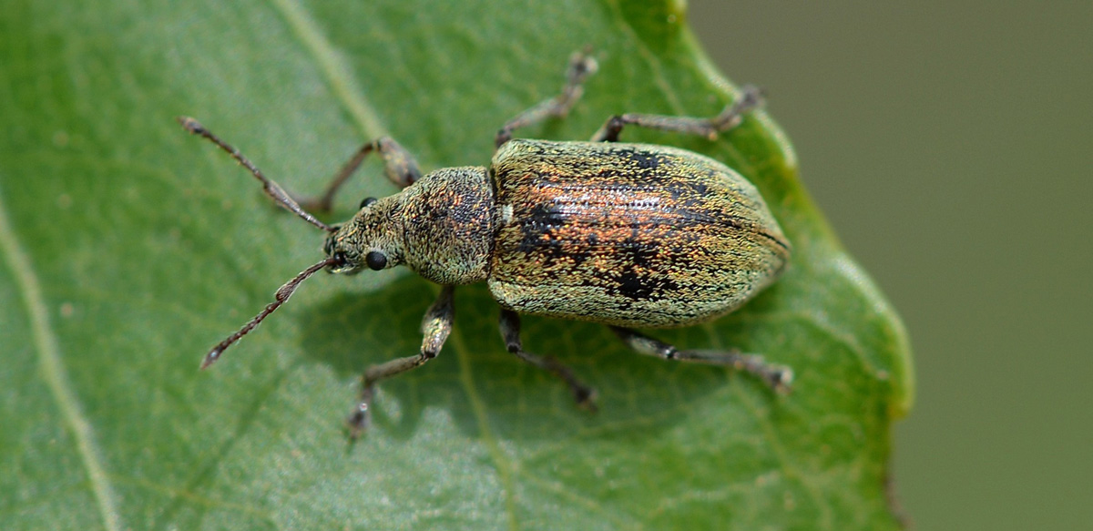 Curculionidae 1 - Phyllobius pyri