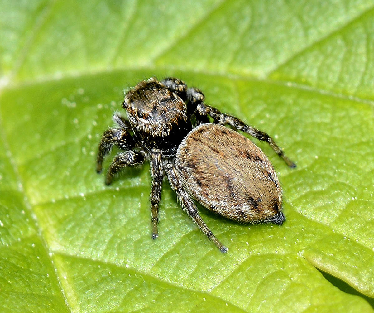 Evarcha arcuata - Valle Anzasca