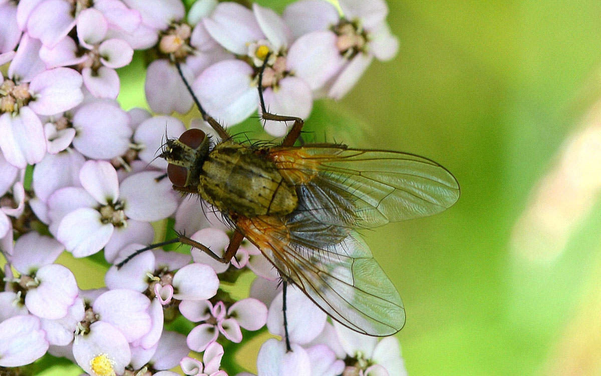 mosca alpina: Phaonia angelicae