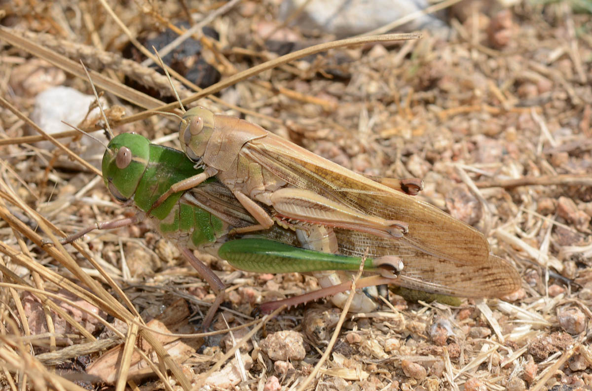 Sardegna-coppia 1: Locusta migratoria