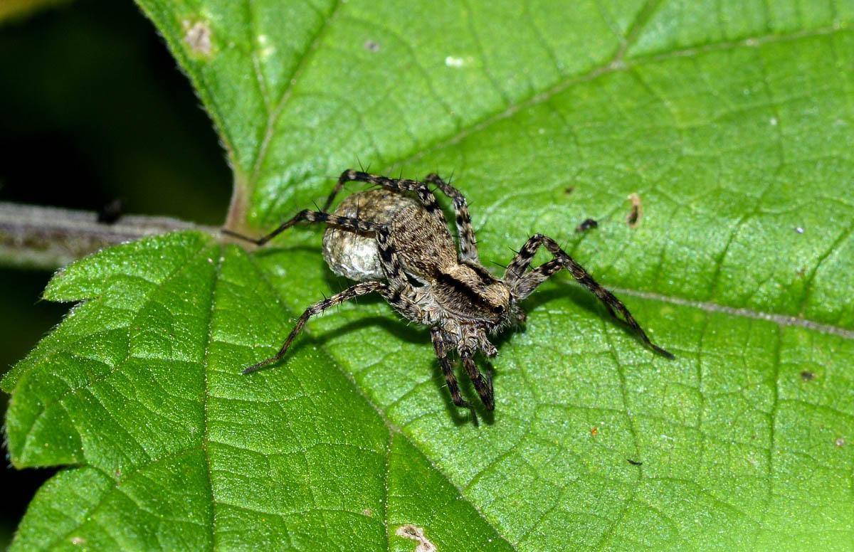 Pardosa sp. - Somaglia (LO)