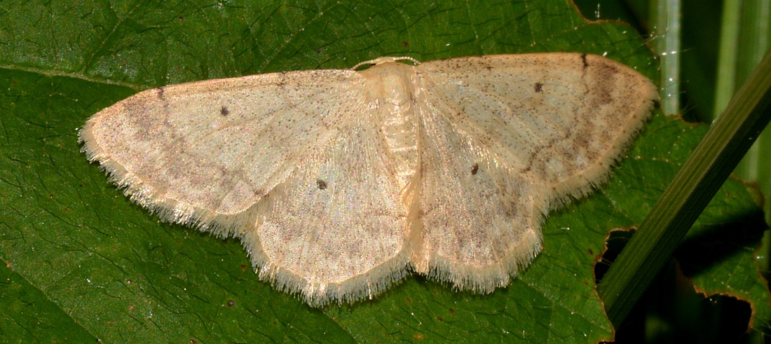 Geometridae sp.-