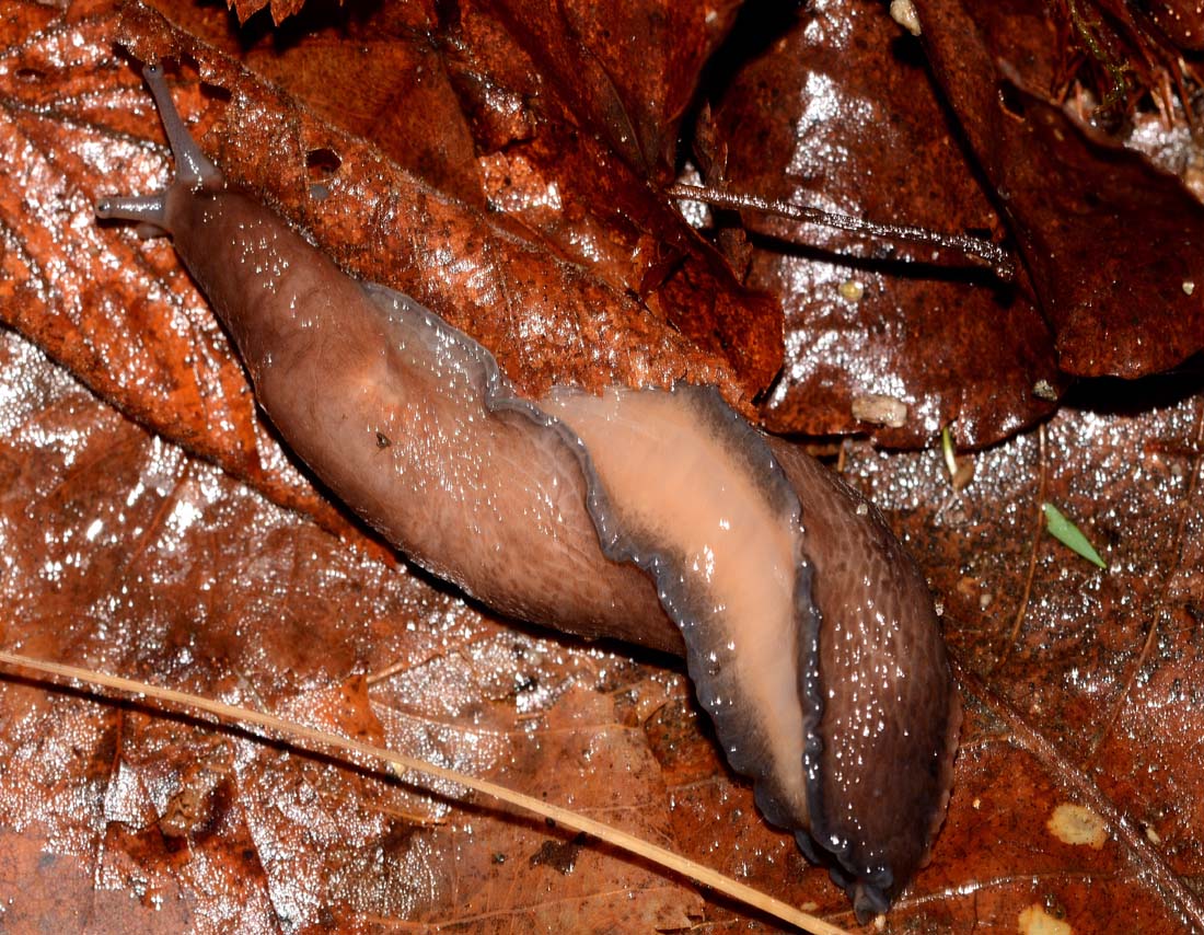 Limax cf dacampi da Bannio Anzino (Verbania)