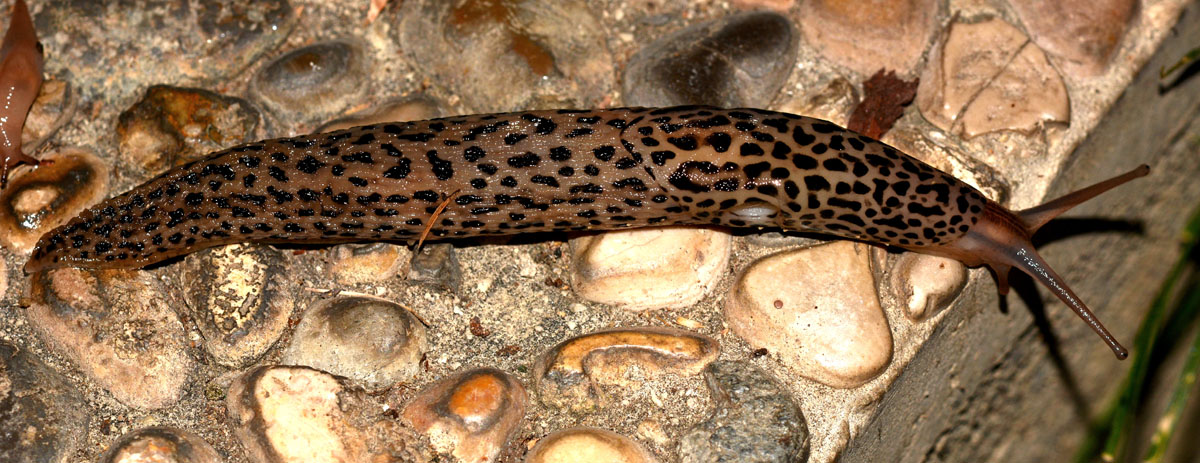 Limax maximus da Mediglia (MI)