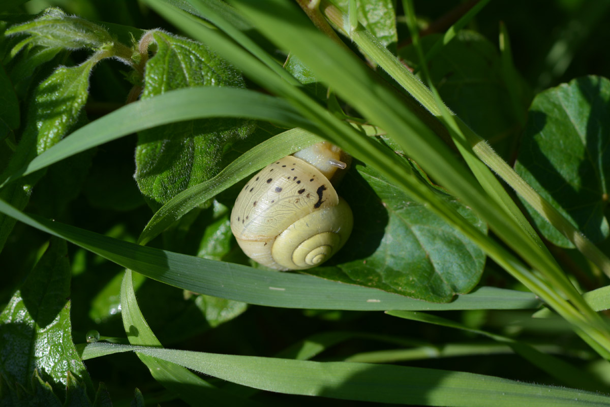 Lumaca bianca